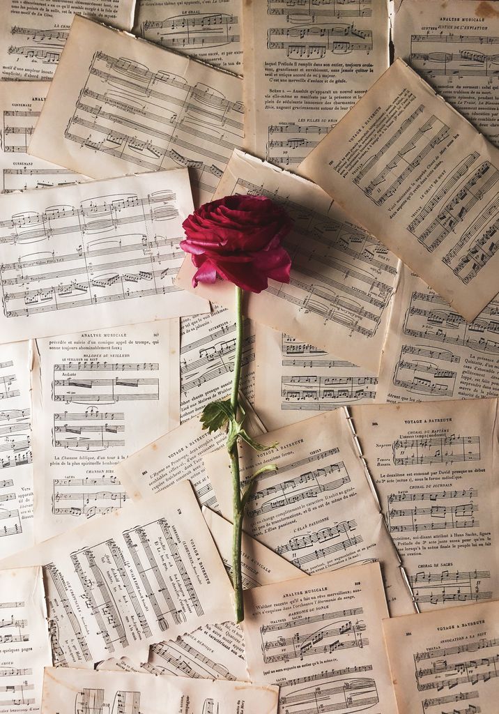 From above of dry pink rose placed on torn out pages of musical notation book